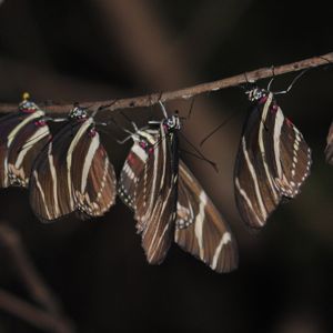 zebra butterflies roosting